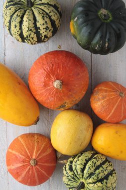 Squash sebze seçimi