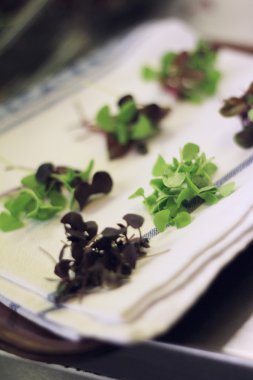 Mutfakta salata garnitür