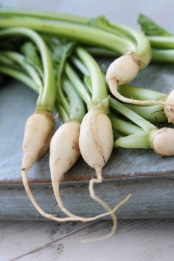 Bebek şalgam portre