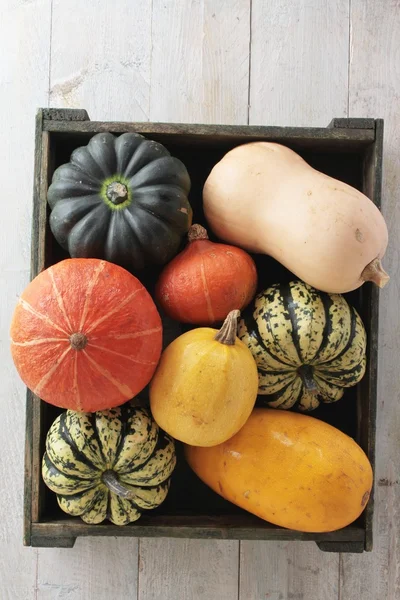 Selección de verduras de calabaza —  Fotos de Stock