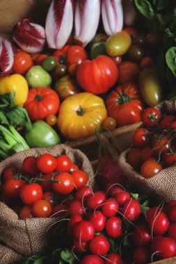 çiftlik taze domates seçimi