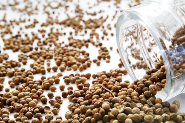 corriander baharat tatlı