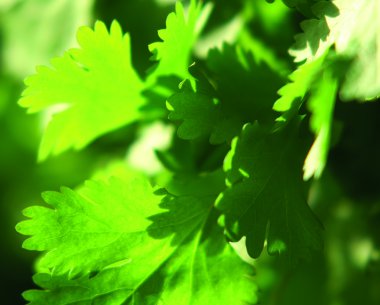 taze kişniş yaprakları