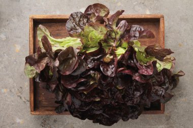 Ahşap kutusunda tüm marul