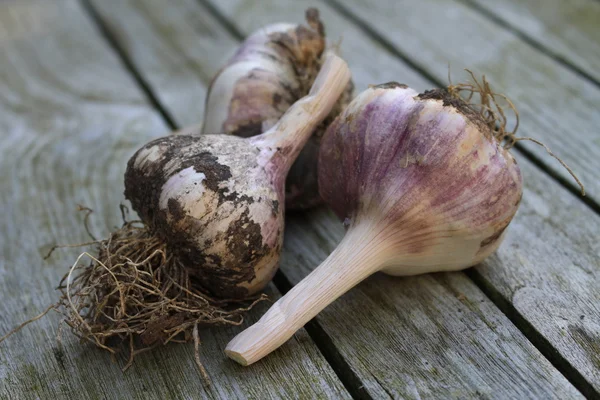 Fresh harvested garlic bulb — Stock Photo, Image