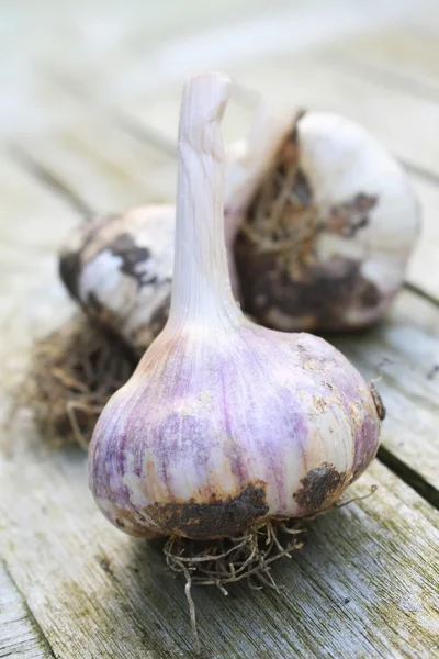 Garlic cloves closeup — Stock Photo, Image