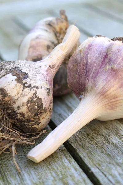 Fresh harvested garlic bulb — Stock Photo, Image
