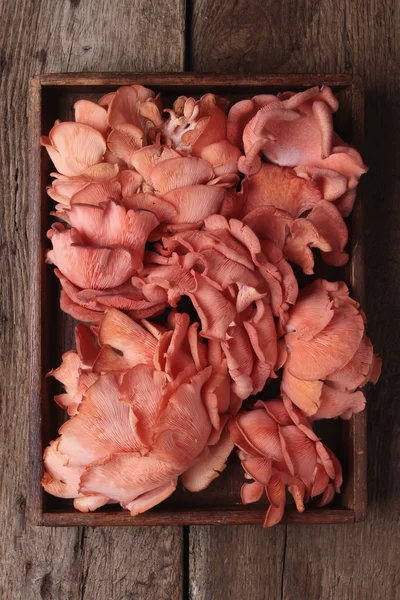 Дикі гриби в дерев'яній коробці — стокове фото