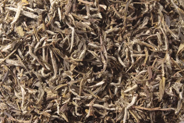 Té de aguja blanca — Foto de Stock