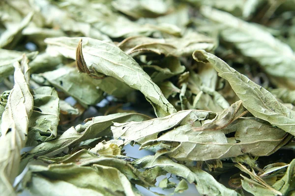 Edulcorante natural Stevia — Foto de Stock
