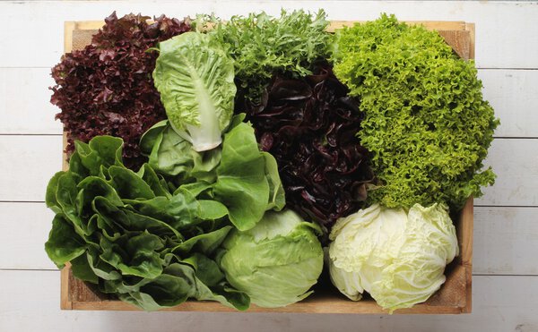 fresh picked whole lettuce varieties