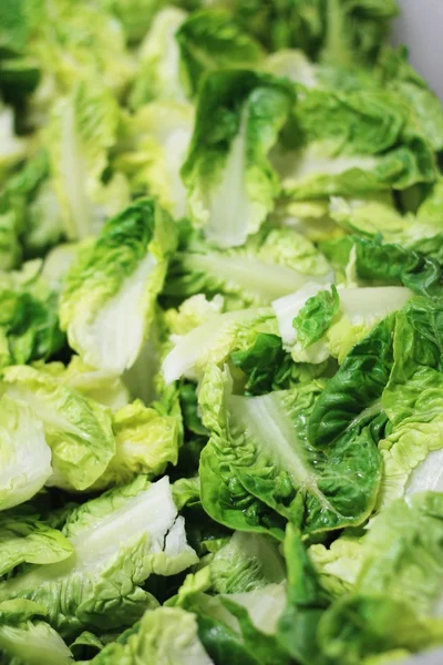 Verse sla salade bladeren — Stockfoto