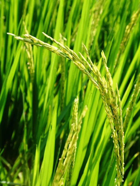 Rice growing in a paddy field — Stock Photo, Image