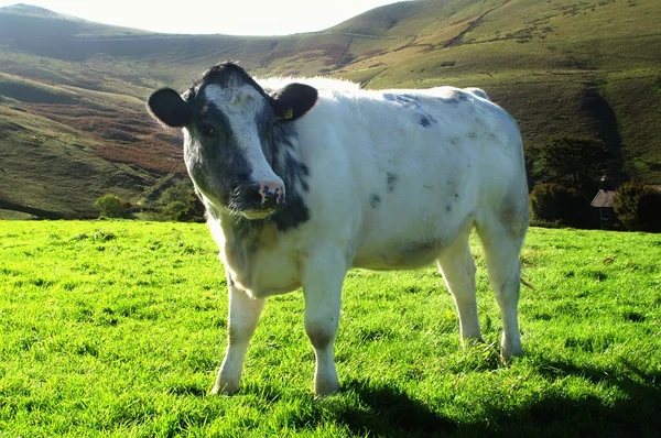 Vaca en el prado de montaña — Foto de Stock