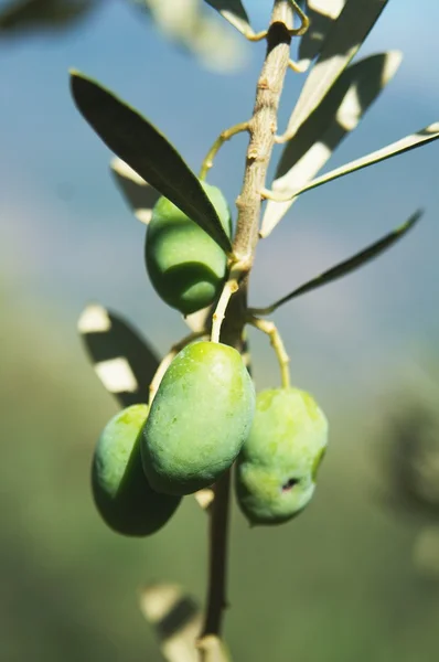 Fresh olives on branches — Stock Photo, Image