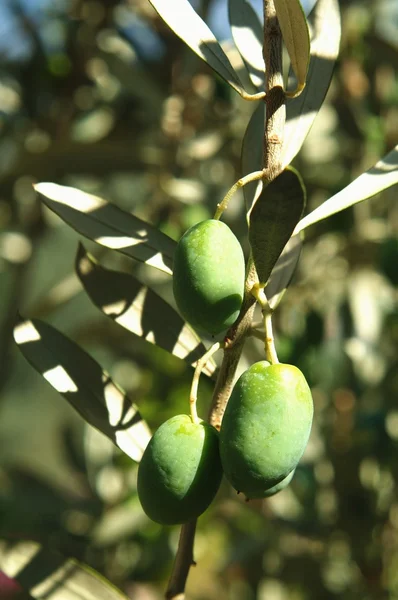 Fresh olives on branches — Stock Photo, Image