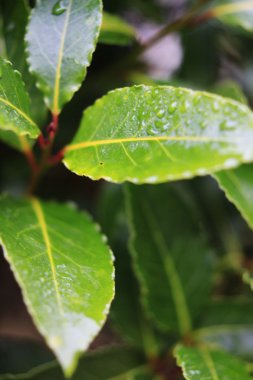 defne yaprağı ağaç üzerinde büyüyen