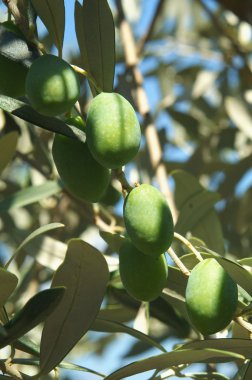 taze zeytin dalları üzerinde