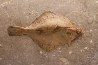 Taze deniz balığı.