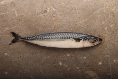 Taze deniz balığı.