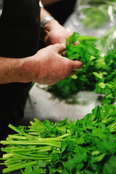 Preparación de hierbas frescas — Foto de Stock