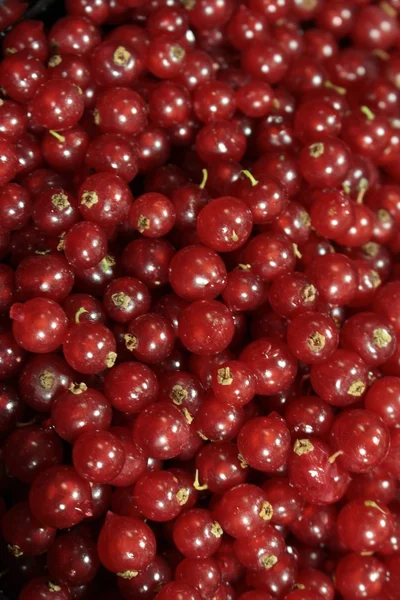 Groselha vermelha fundo de fruta — Fotografia de Stock