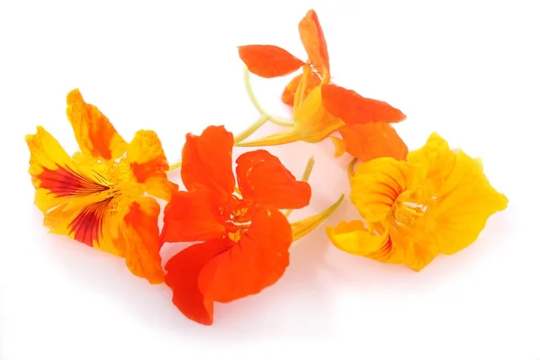 Edible flowers closeup — Stock Photo, Image