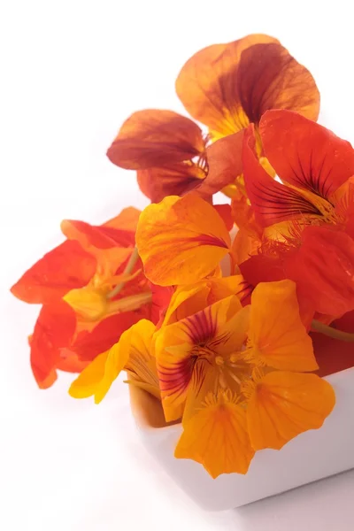 Edible flowers closeup — Stock Photo, Image