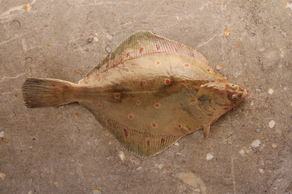 Fresh sea fish — Stock Photo, Image