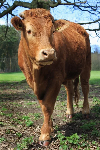 Ko betar i fältet — Stockfoto