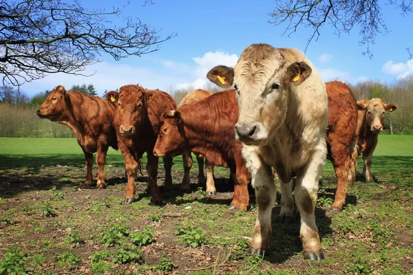 Rebaño de vacas en el campo —  Fotos de Stock