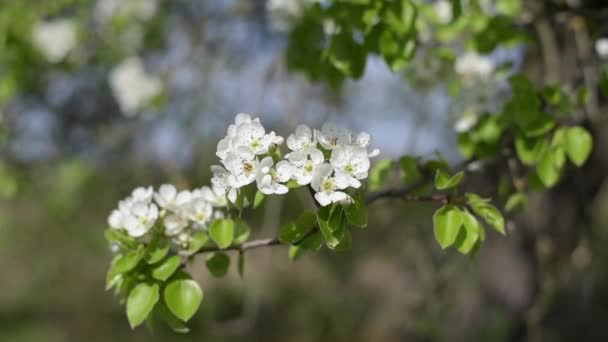 Fleur blanche sur la branche de l'arbre — Video