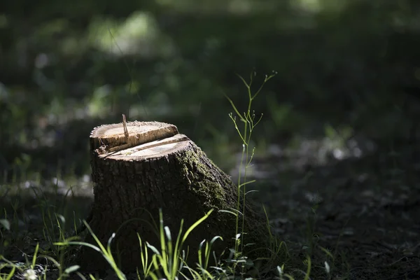 Baumstumpf gefällt — Stockfoto