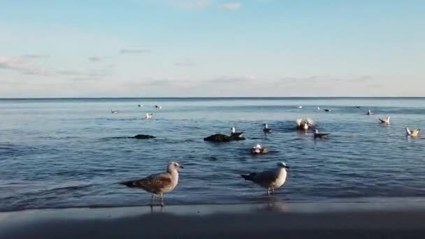 Beach Waves Sand Seagulls — Stock Video