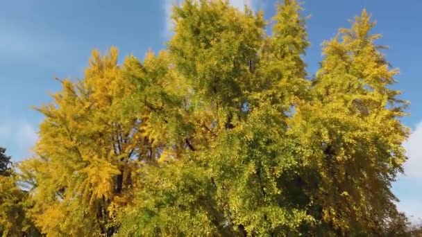 Ginkgo Biloba Żółte Drzewo Jesiennej Kompozycji Niebieskiego Nieba Wideo — Wideo stockowe
