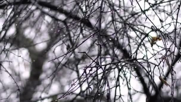 冷たい風と雨の木と水の滴 — ストック動画