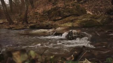 Kış ve sonbahar Avrupa ormanlarında küçük bir nehir