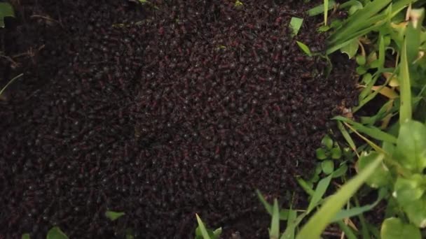 Μια Μυρμηγκοφωλιά Ένα Σωρό Μυρμήγκια — Αρχείο Βίντεο
