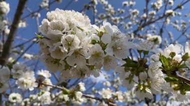 Uçan arıyla kiraz çiçeği