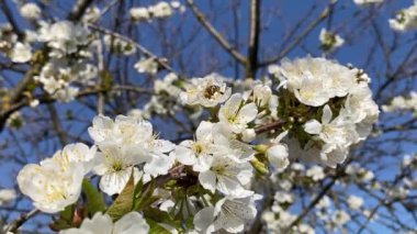 Uçan arıyla kiraz çiçeği