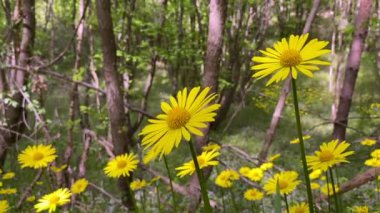 Doronicum orientale yavaş çekim videosu