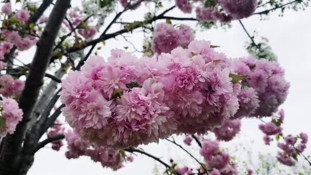 日本の開花桜Prunus Kanzanビデオ — ストック動画