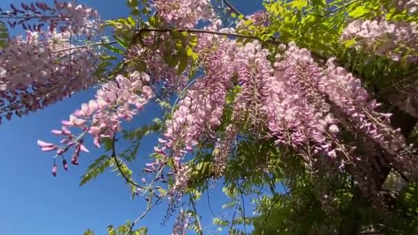 花の咲く木藤がビデオを中継 — ストック動画