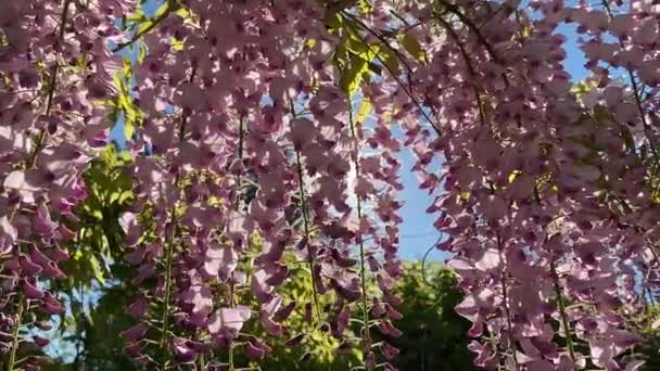 花の咲く木藤は日当たりの良いビームでビデオを中継します — ストック動画