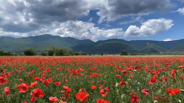 Champ Coquelicot Panorama Vidéo Avec Montagne — Video