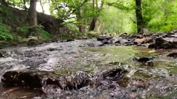 森林里的小河缓缓流淌 — 图库视频影像
