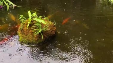 Yağmurlu bir günde Japon sazan balığıyla sakin bir göl.