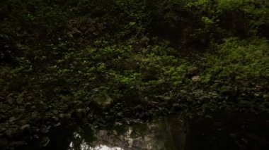 Bir mağaradaki ağaçla yeşillik 