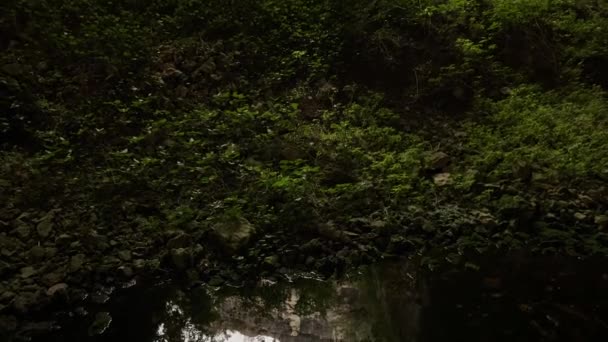 Zeleň Stromem Jeskyni — Stock video