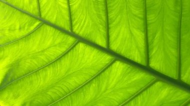 Yeşil yaprak video arkaplanı